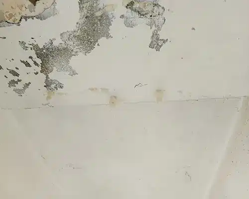 Mould and mildew growth